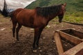 a lone brown horse stands tied to a fence Royalty Free Stock Photo