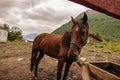 a lone brown horse stands tied to a fence