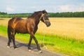 A lone brown horse walks along the road. runaway horse in the countryside