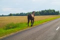 A lone brown horse walks along the road. runaway horse in the countryside