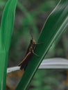 A lone brown locust perched on a leaf
