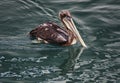 Lone Brown Pelican Swimming In Monterey Bay Royalty Free Stock Photo