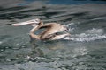Brown Pelican Splashing In Monterey Bay California Royalty Free Stock Photo