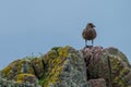 Lone brown sea bird stands on a rocks covered in colourful lichen. Photographed on the North Coast 500 driving route in Scotland