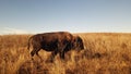 A Lone Buffalo