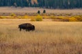 A Lone Buffalo in the Autumn Landscape of Yellowstone Royalty Free Stock Photo