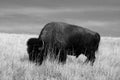 Lone Buffalo / Bison Bull grazing in Wind Cave National Park in the Black Hills of South Dakota USA Royalty Free Stock Photo