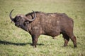 Lone Buffalo Bull Royalty Free Stock Photo