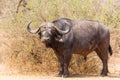 Lone Buffalo Bull Royalty Free Stock Photo