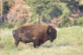 Lone buffalo bull Royalty Free Stock Photo