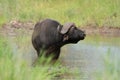 A lone buffalo bull stands knee-deep in the water, its powerful frame reflected on the surface Royalty Free Stock Photo