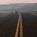 Lone Buffalo Crosses Road