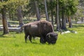 A lone buffalo eating grass in a meadow. Royalty Free Stock Photo