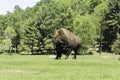 A lone buffalo grazes in a field