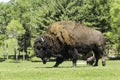 A lone buffalo grazes in a field