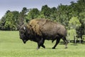 A lone buffalo grazes in a field