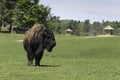 A lone buffalo grazes in a field