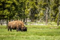 Lone Buffalo Grazing in the Meadow