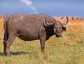 A lone Buffalo with ox peckers on his face in Bumi National Park, Zimbabwe Royalty Free Stock Photo