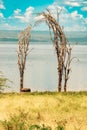 A lone buffalo sleeping at the shores of Lake Nakuru in Kenya Royalty Free Stock Photo