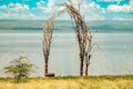 A lone buffalo sleeping at the shores of Lake Nakuru in Kenya Royalty Free Stock Photo