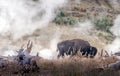 Lone Buffalo in the steam at Yellowstone