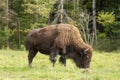 A lone buffalo in the woods Royalty Free Stock Photo