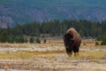 Lone Buffalo in the Wyoming Wilderness Royalty Free Stock Photo