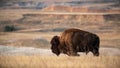 American Bison at the Badlands Royalty Free Stock Photo