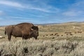 A lone Bull Bison during rut