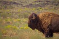 Lone Bull Bison Stands in Grass