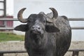 A lone bull buffalo with big curved horns