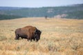 A lone bull buffalo bison walking in an open meadow.