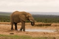 Lone bull elephant drinking at a water hole Royalty Free Stock Photo