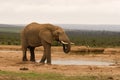 Lone bull elephant drinking at a water hole