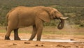 Lone bull elephant drinking at a water hole Royalty Free Stock Photo