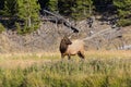 Lone bull elk standing near river edge