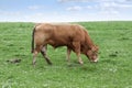 Lone bull feeding on the green grass