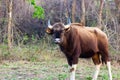 Lone Bull Gaur grazing by the road in Biligiri Rangan Tiger Reserve, Karnataka, India