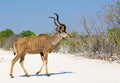 A lone bull kudu walking across a white dusty road