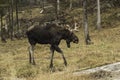 A lone bull moose in a fall landscape