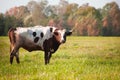 A lone bull in a pasture on the background of the forest.