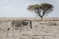 Lone Burchell`s zebra Equus quagga burchellii, walking on stony ground with an Acacia tree in the background, Etosha National