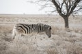Lone Burchell`s zebra Equus quagga burchellii, walking on stony ground, Etosha National Park, Namibia, Africa