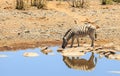 A lone Burchell zebra drinking with a beautiful natural reflection in the water