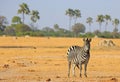 A lone Burchell Zebra - Equus quagga - standing on the dried yellow plains with palm trees in the background against a pale blue