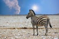 A lone Burchell Zebra standing on the Empty Etosha Pan in Namibia