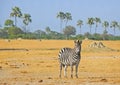 A Lone Burchell zebra standing on the open african plains with palm trees in the background. Hwange National Park