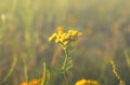 A lone Bush of tansy, background Royalty Free Stock Photo