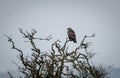 A lone Buzzard perching in a tree Royalty Free Stock Photo